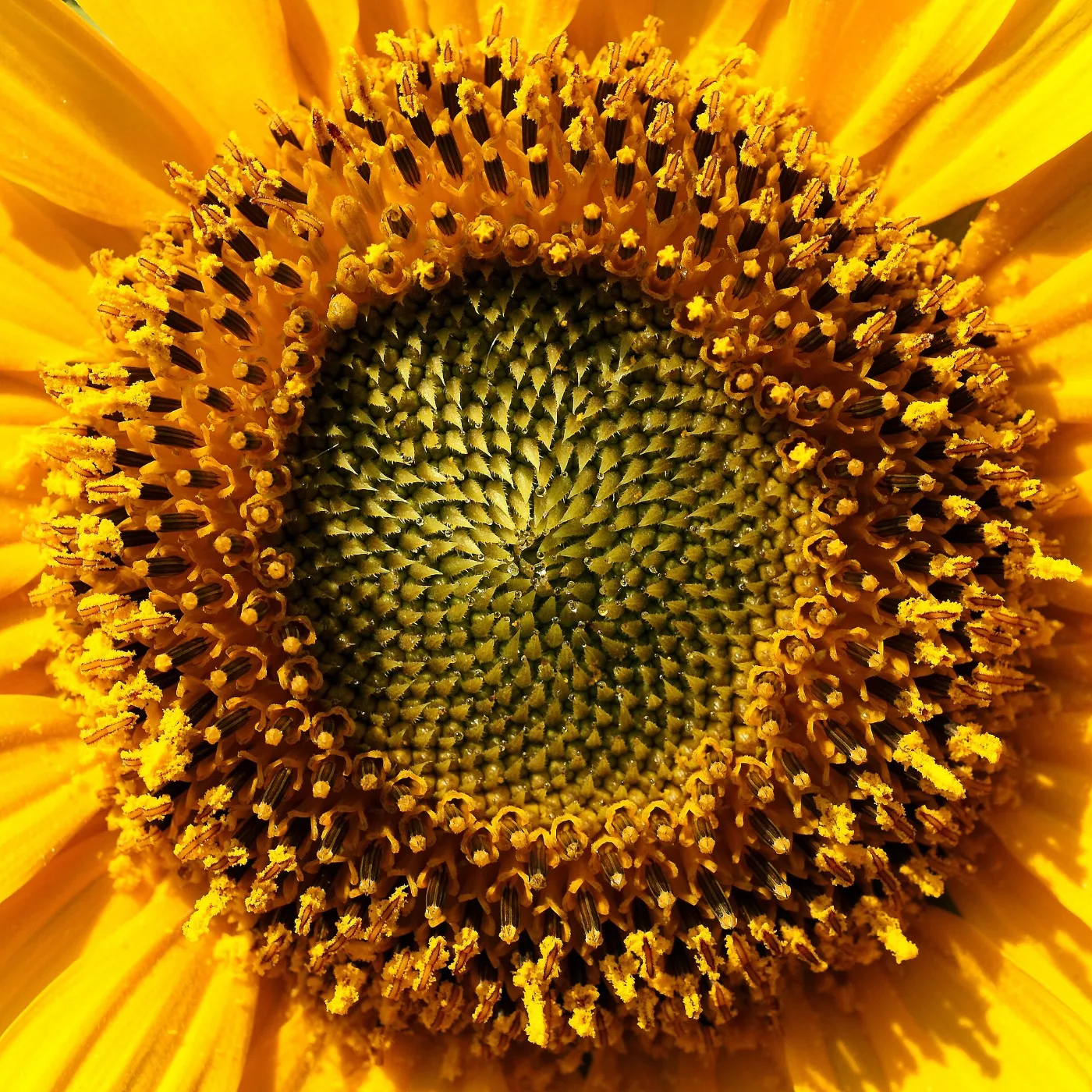 Sunflower seed head with spirals